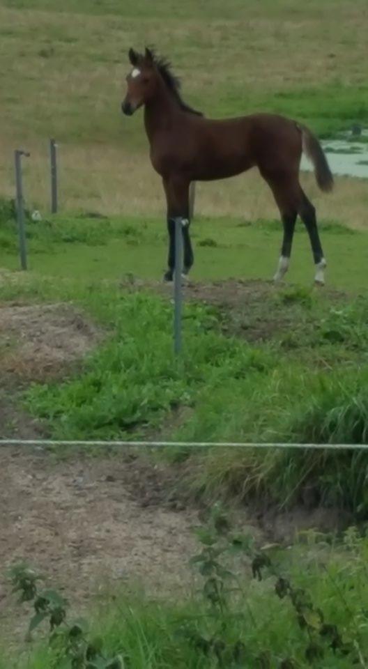 Anden særlig race Hm,s lille my  vad billede 20