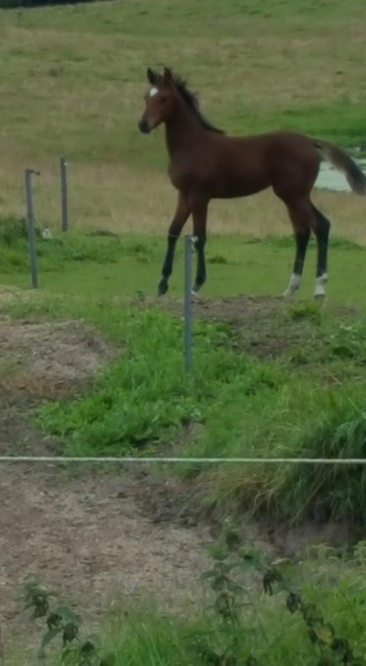 Anden særlig race Hm,s lille my  vad billede 21