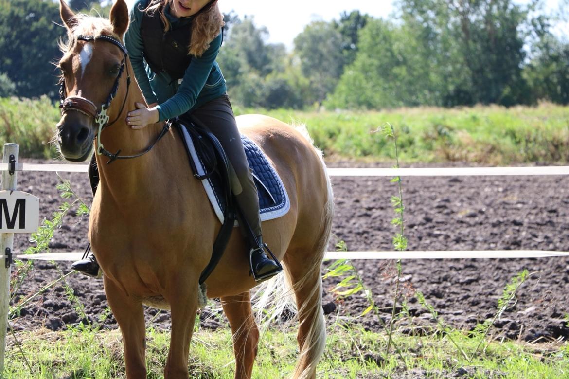 Hollandsk Sportspony Paula billede 5