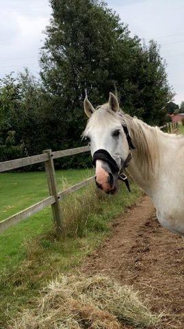 Dansk Varmblod Quvinto -RIP billede 2