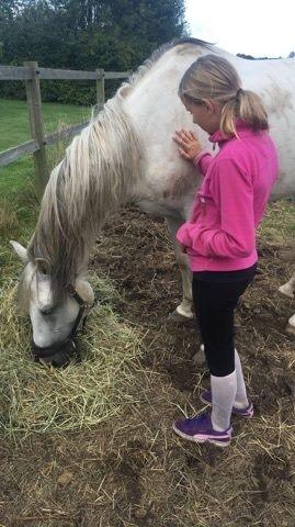 Dansk Varmblod Quvinto -RIP billede 4