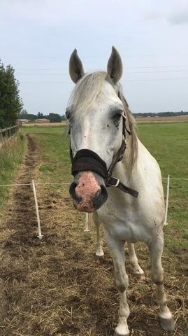 Dansk Varmblod Quvinto -RIP - Q tager altid imod mig, når jeg kommer :-) billede 1