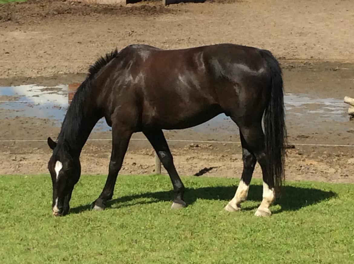 Oldenborg Bahiea's Sako billede 7