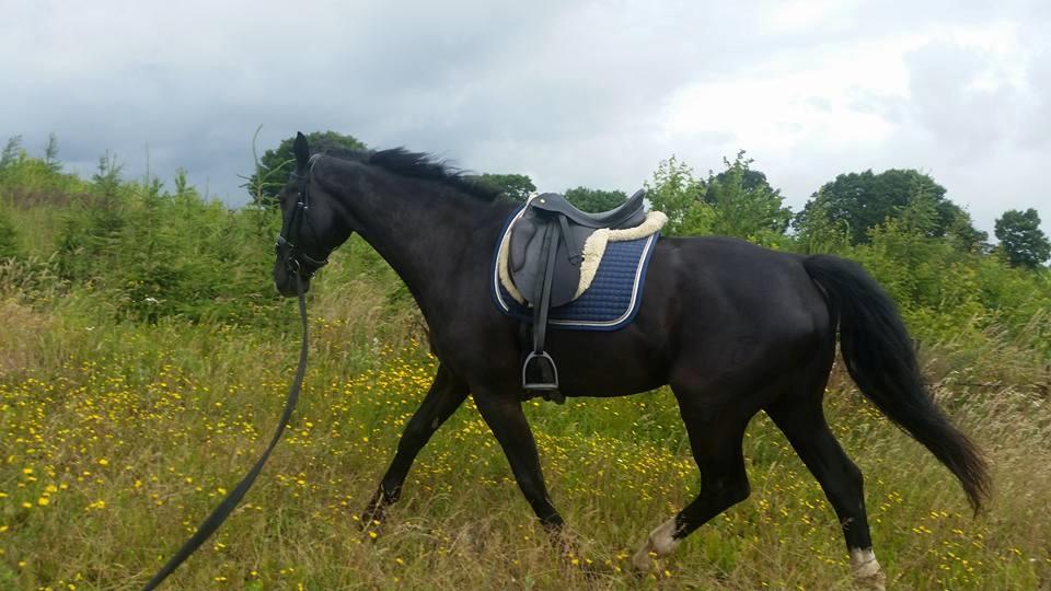 Oldenborg Bahiea's Sako billede 9