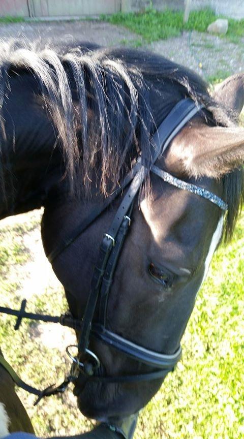 Oldenborg Bahiea's Sako billede 8