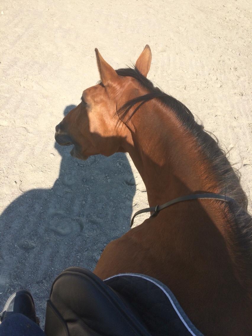 Traver Gunnison (R.I.P)  billede 17