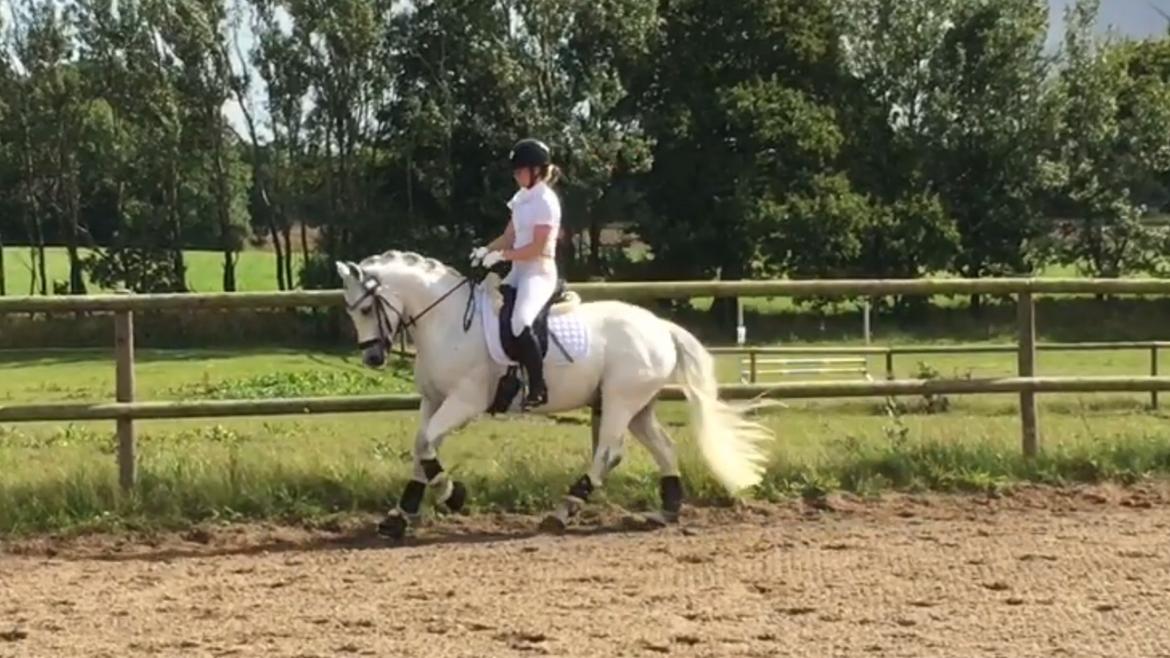 Connemara Asasara Hugin billede 3