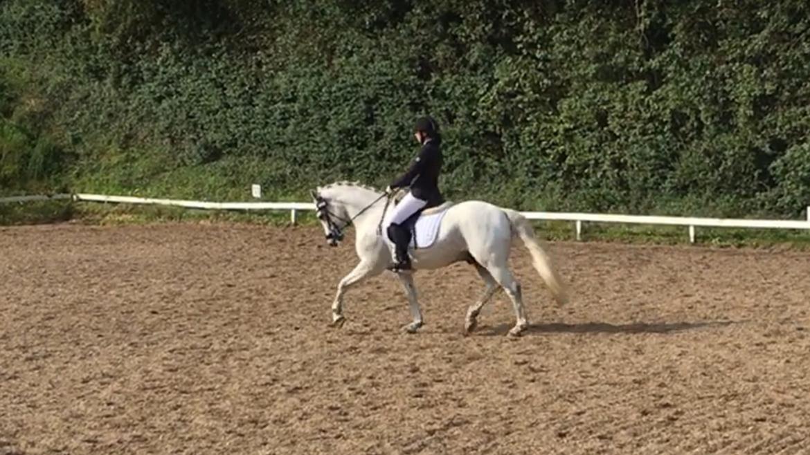 Connemara Asasara Hugin billede 7