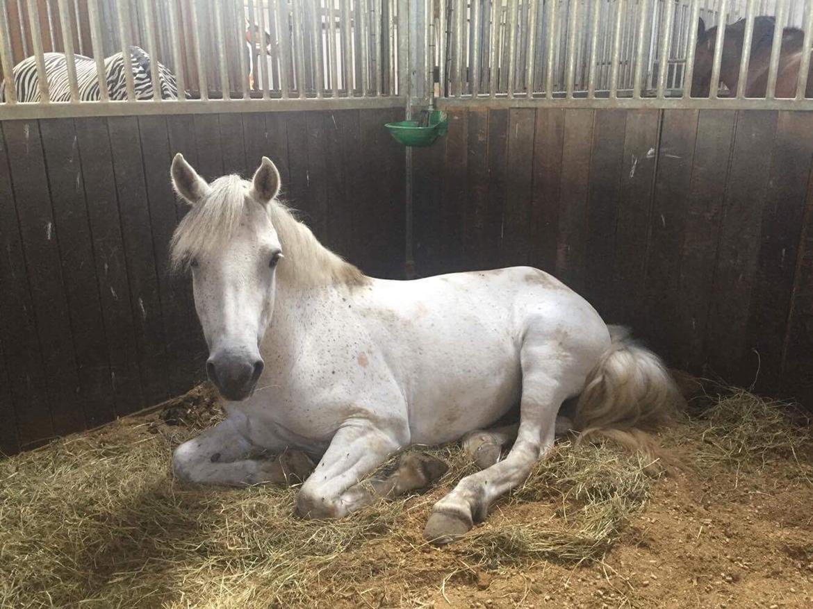 Connemara Asasara Hugin billede 10