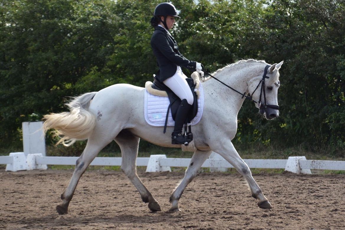 Connemara Asasara Hugin billede 12