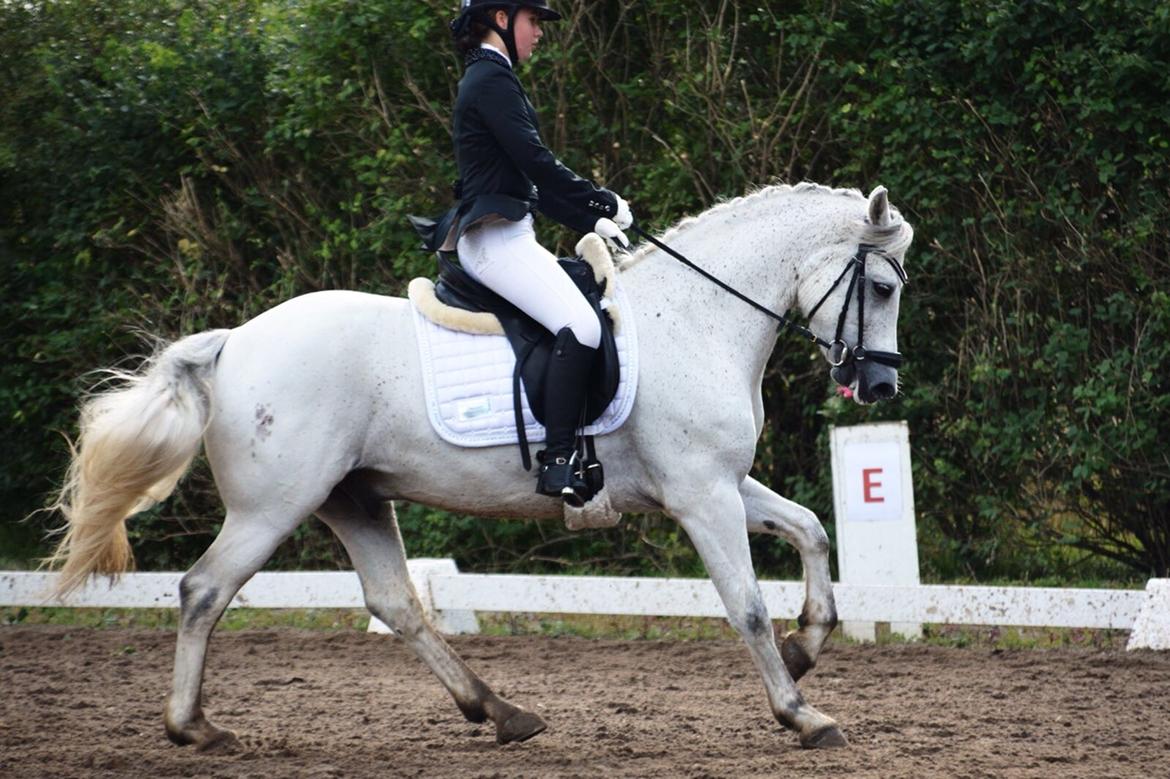 Connemara Asasara Hugin billede 18