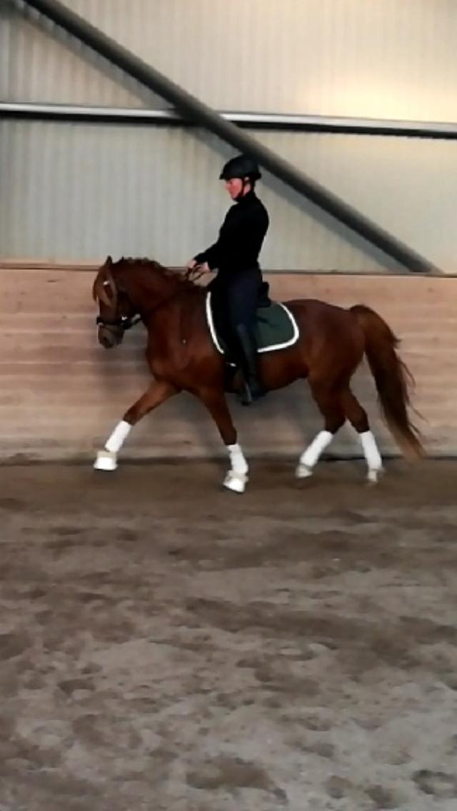 Anden særlig race Nørretellings Stromberg billede 10