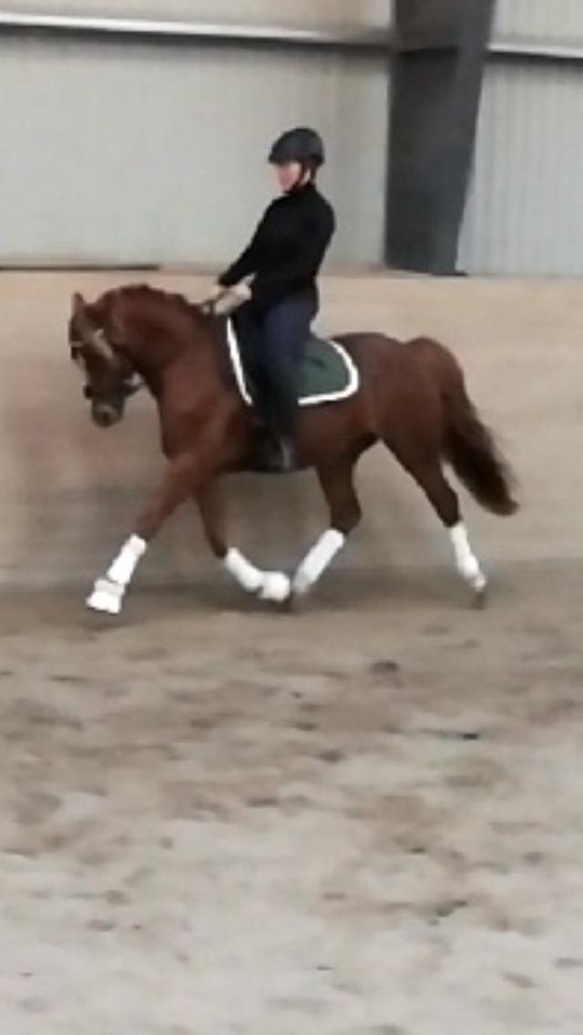 Anden særlig race Nørretellings Stromberg billede 12