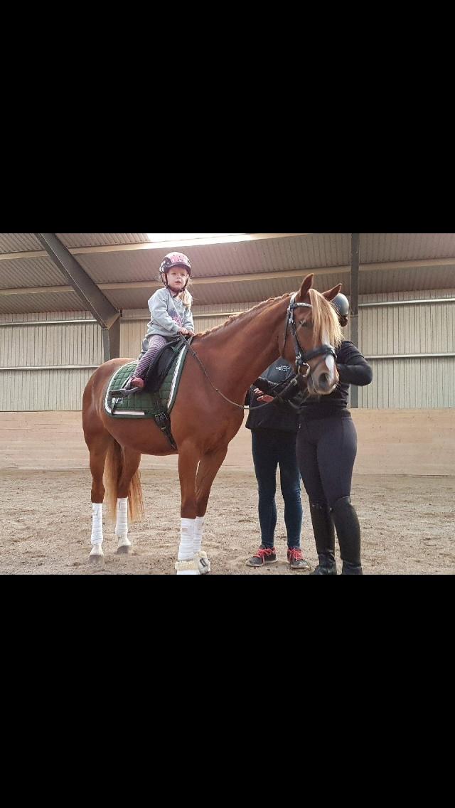 Anden særlig race Nørretellings Stromberg billede 5