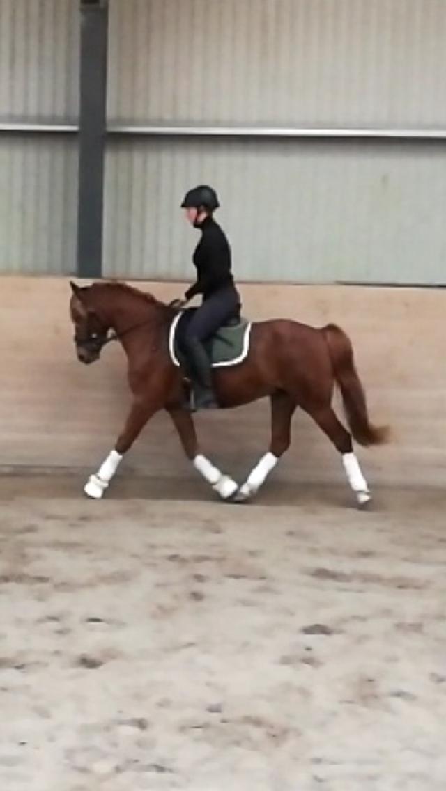 Anden særlig race Nørretellings Stromberg billede 14