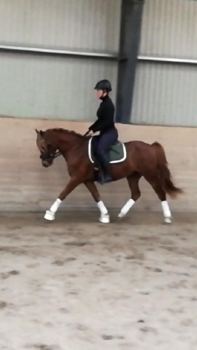 Anden særlig race Nørretellings Stromberg billede 13