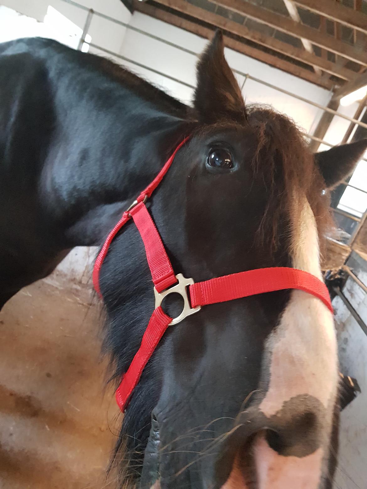 Tinker "bakkegårdens" Flora billede 3