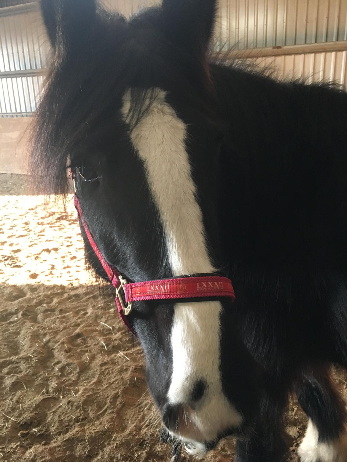 Tinker "bakkegårdens" Flora billede 2