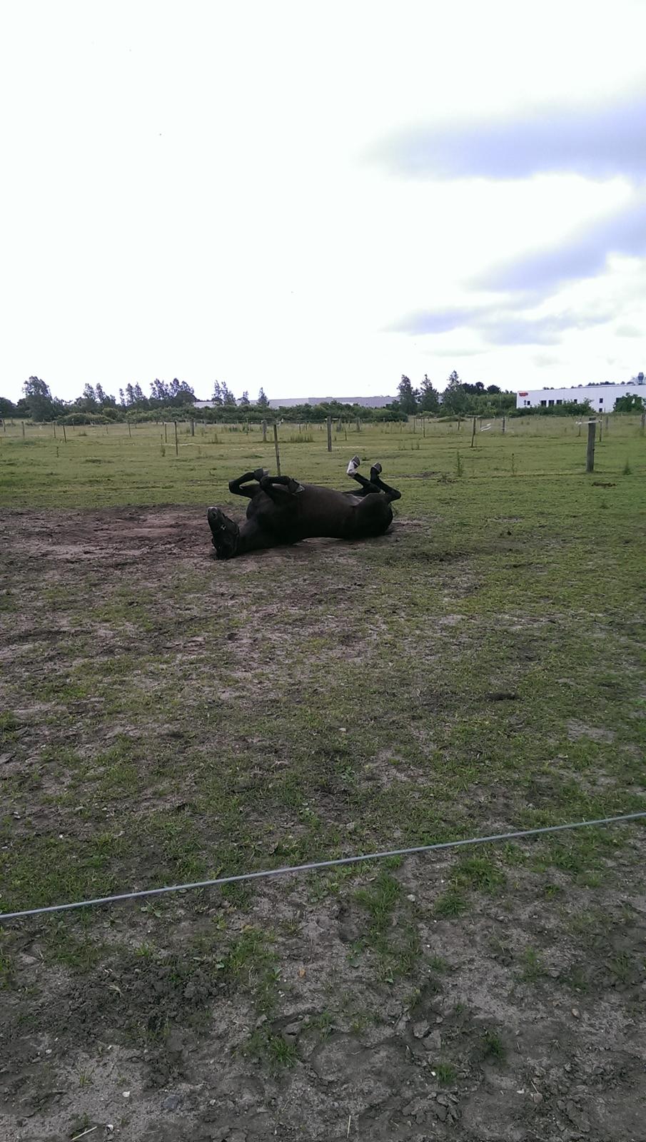 Anden særlig race Kashmir billede 18