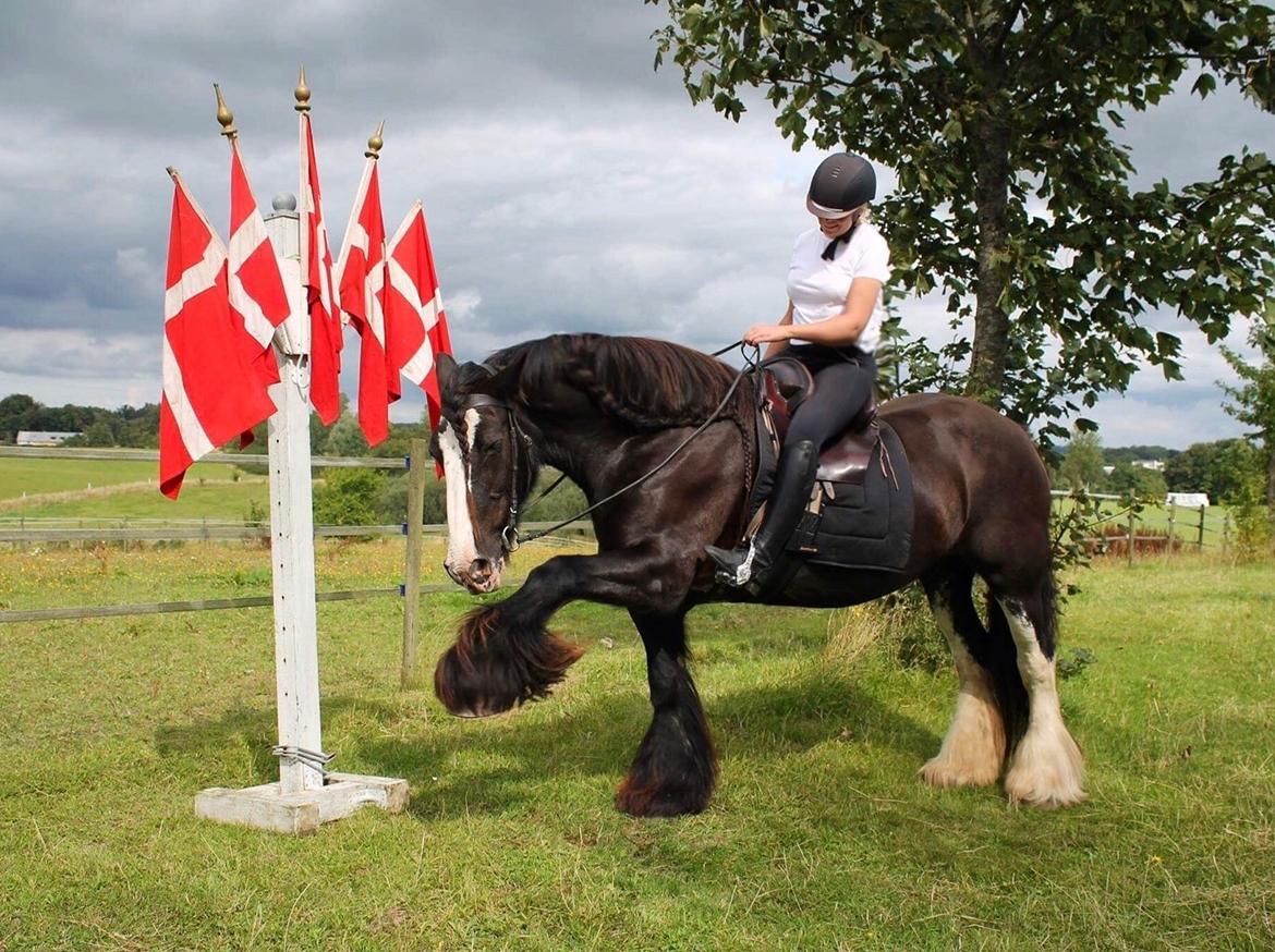 Irish Cob Lady Giga Of Ireland billede 1