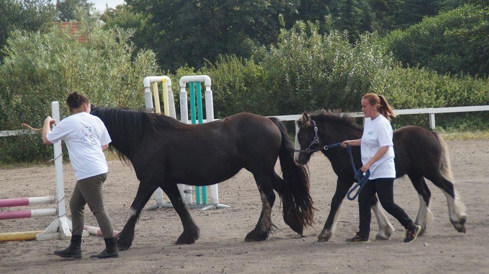 Irish Cob Stald Dalby's Tyrone - Ty og mor til åbent hus på Dolmer rideskole d. 16-08-17 :-) billede 9