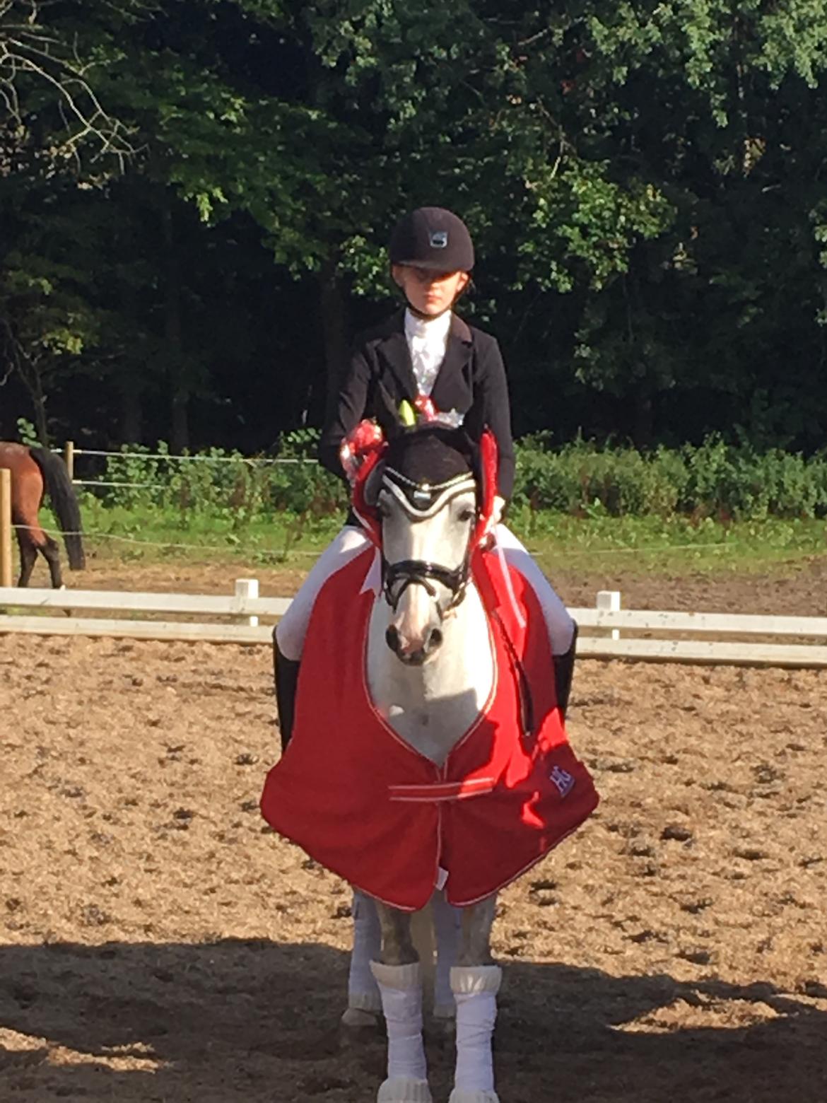 Svensk Sportspony  Uriah Heep A pony billede 17