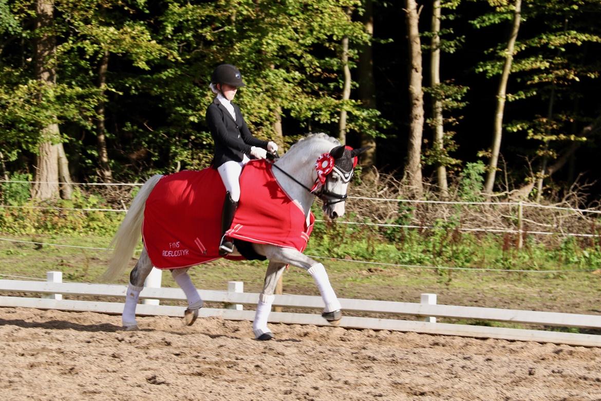 Svensk Sportspony  Uriah Heep A pony billede 1