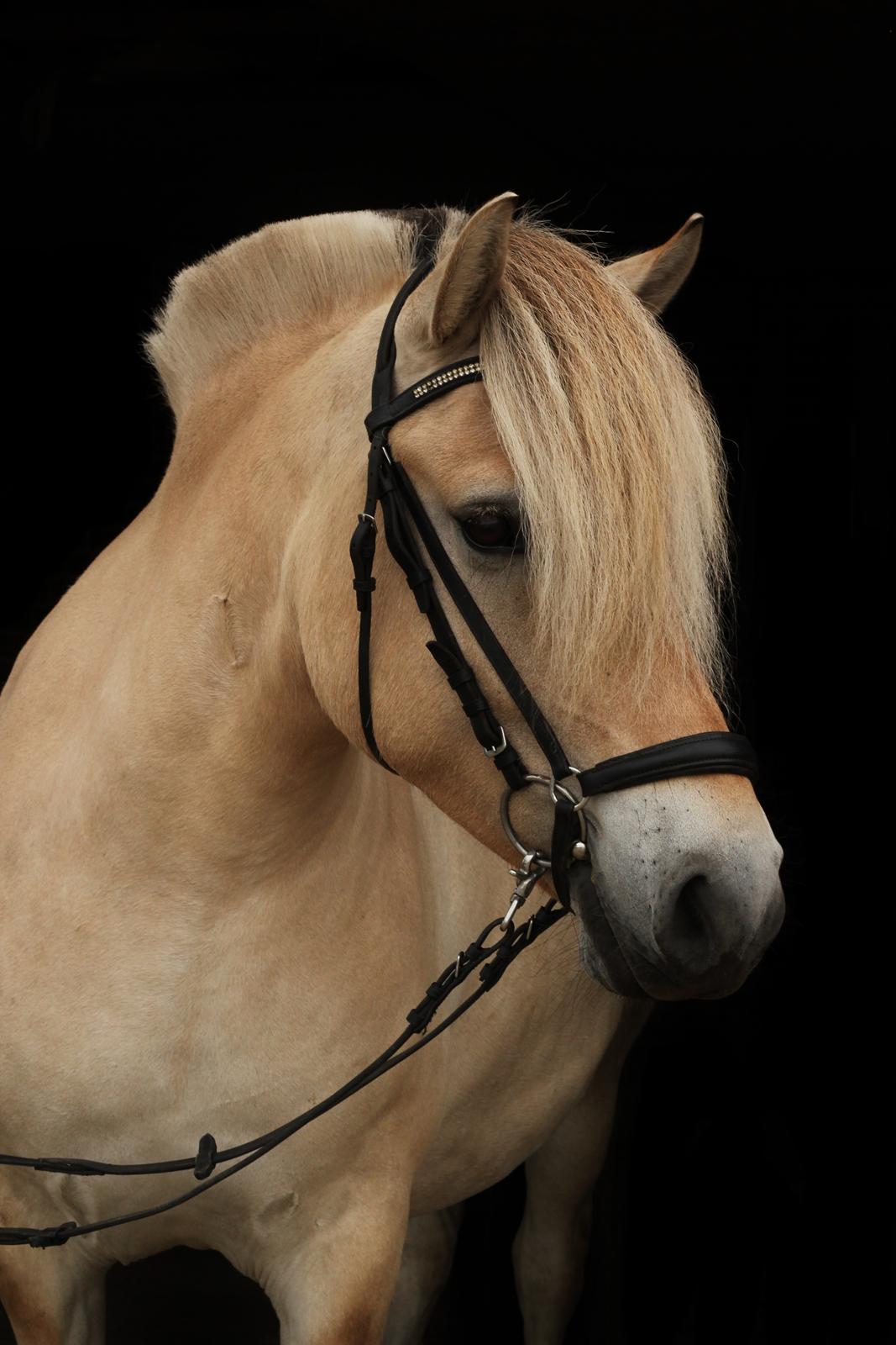 Fjordhest Rimbo møldrup - Amatørfotograf: CTZphoto billede 8