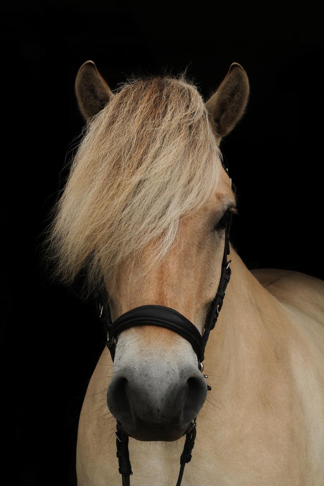 Fjordhest Rimbo møldrup - Amatørfotograf: CTZphoto billede 2