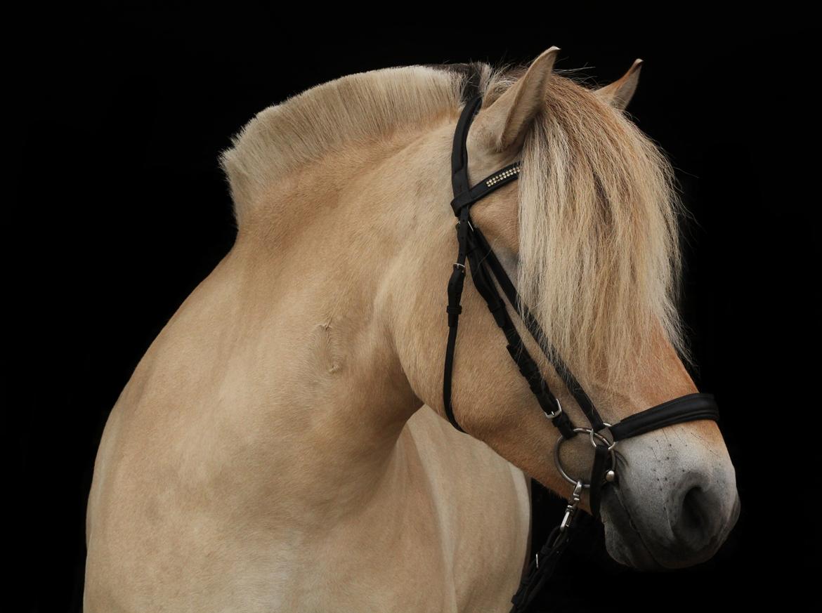 Fjordhest Rimbo møldrup - Amatørfotograf: CTZphoto billede 5
