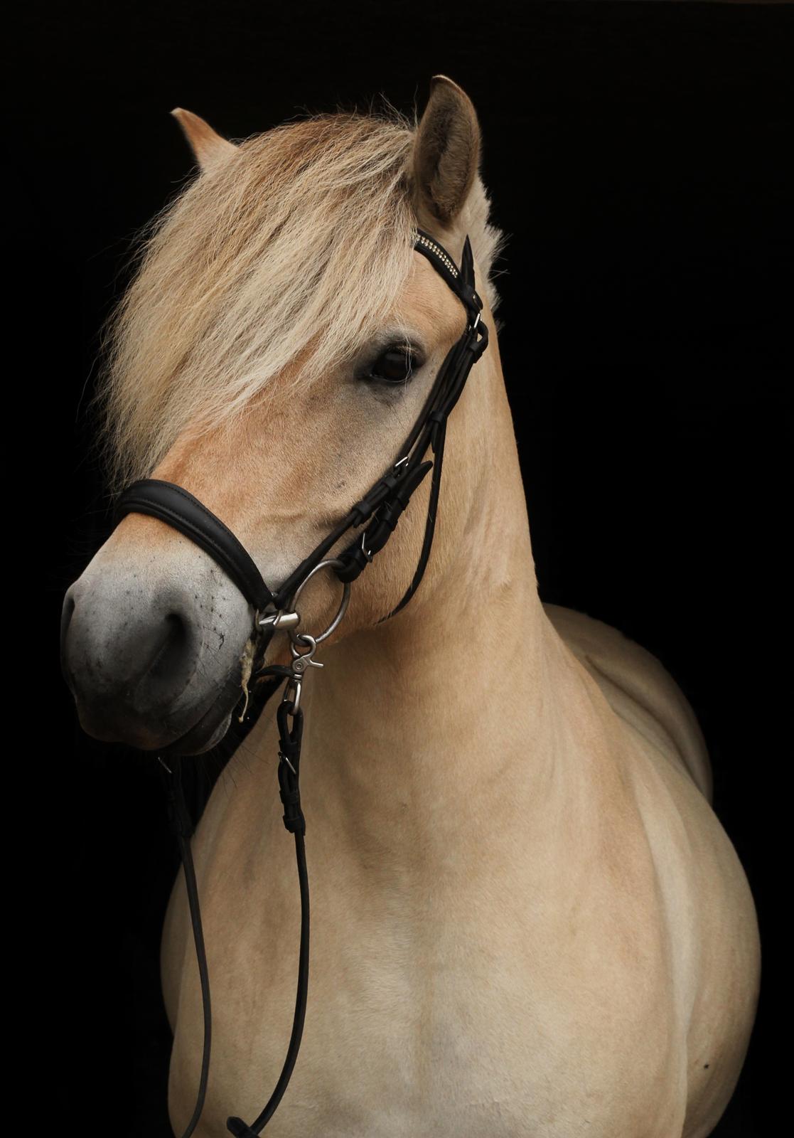 Fjordhest Rimbo møldrup - Amatørfotograf: CTZphoto billede 15