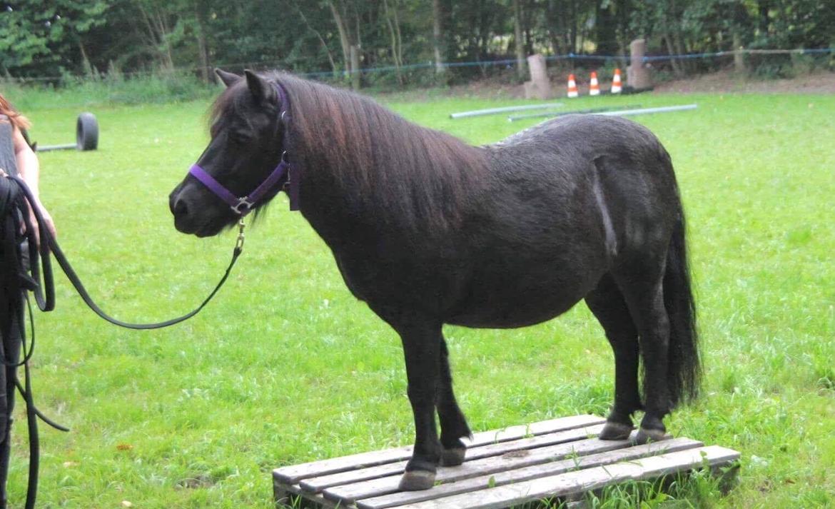 Shetlænder Tyson R.I.P billede 2