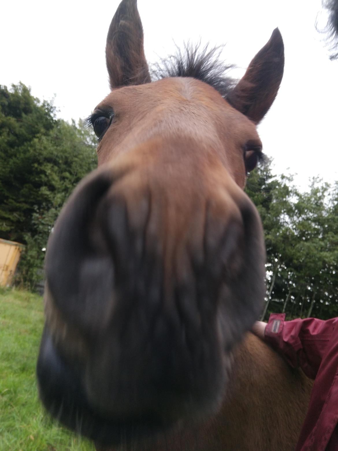 Paso-Peruanos Kinggardens Florita R.I.P. billede 5