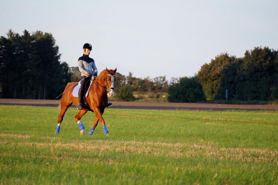 Frederiksborg Prince Houdini <3Rest In Peace billede 14