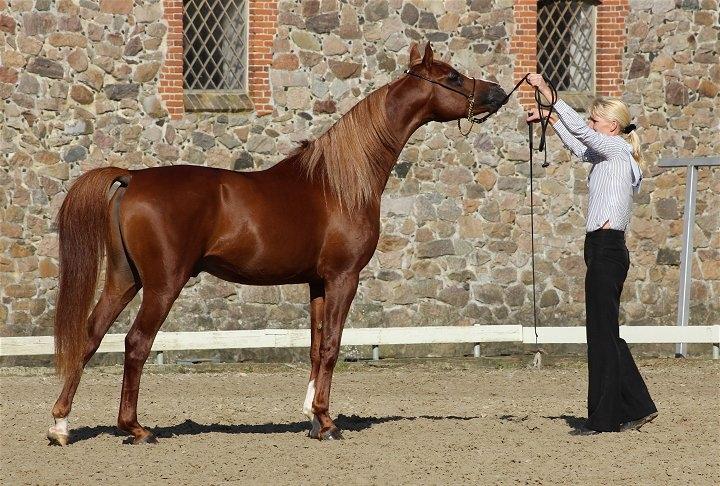 Arabisk fuldblod (OX) Marco APN - 2014-2017* - Marco APN - Nat. Show Vilhelmsborg - 3 Plads <3 Photo: Privat billede 3