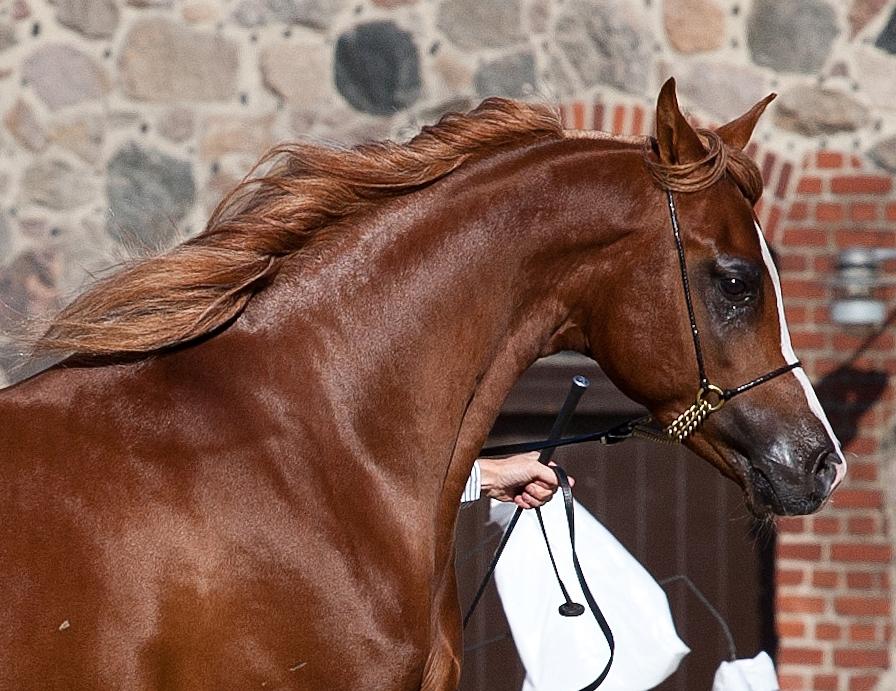 Arabisk fuldblod (OX) Marco APN - 2014-2017* - Marco APN - Nat. Show Vilhelmsborg - 3 Plads <3 - Photo: Heidi Glisborg billede 2