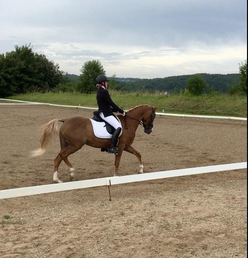 Welsh Partbred (Sec F) Madonna billede 34