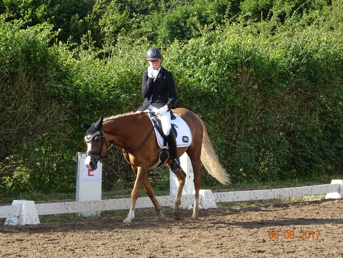 Welsh Partbred (Sec F) Madonna billede 35