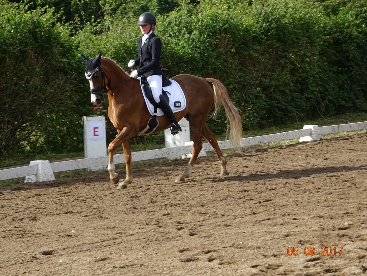 Welsh Partbred (Sec F) Madonna billede 2