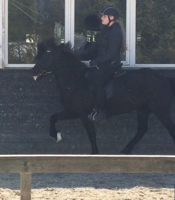 Islænder Kolka  fra Vinkærgård billede 20