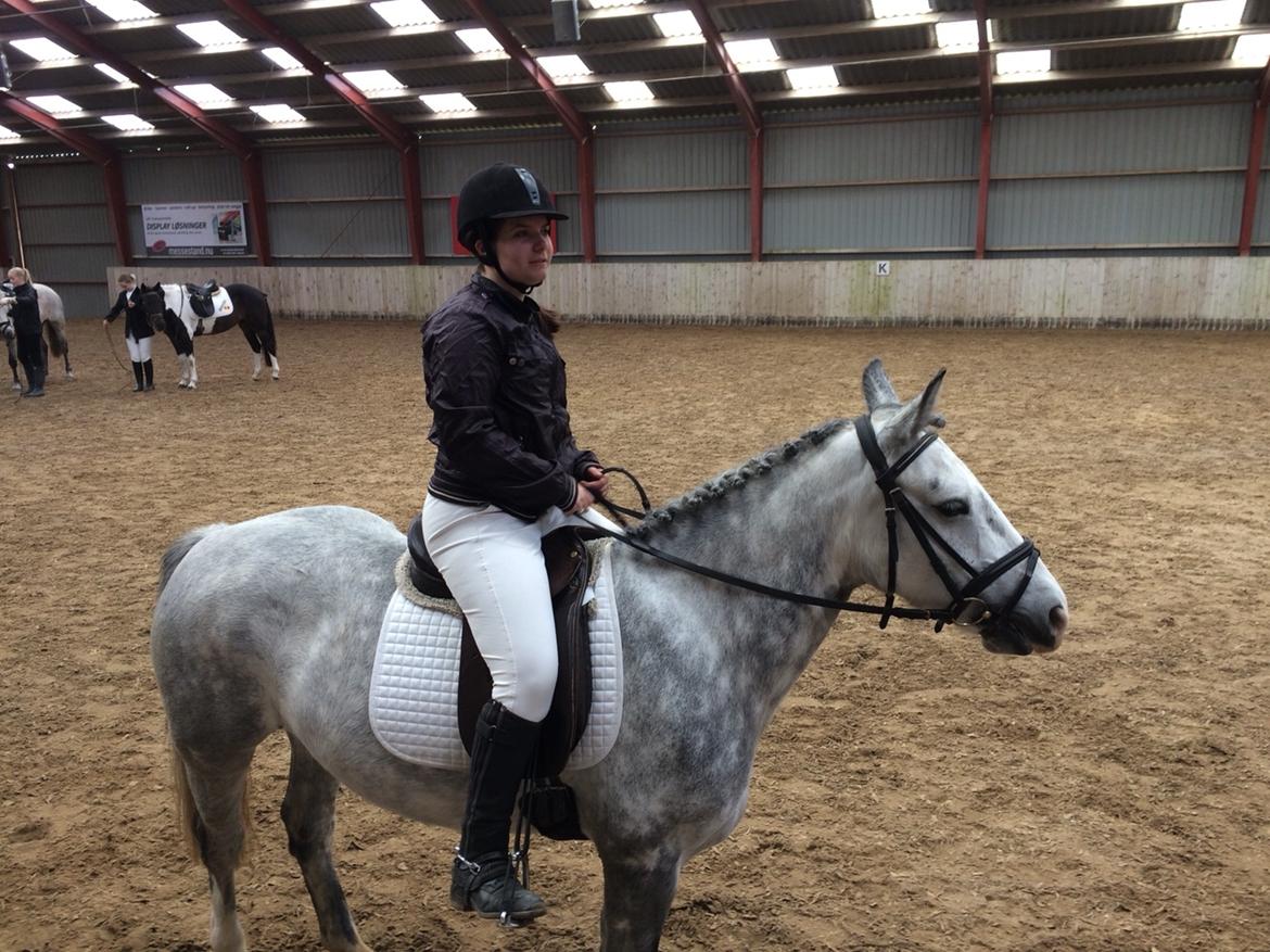 Anden særlig race Spice billede 17