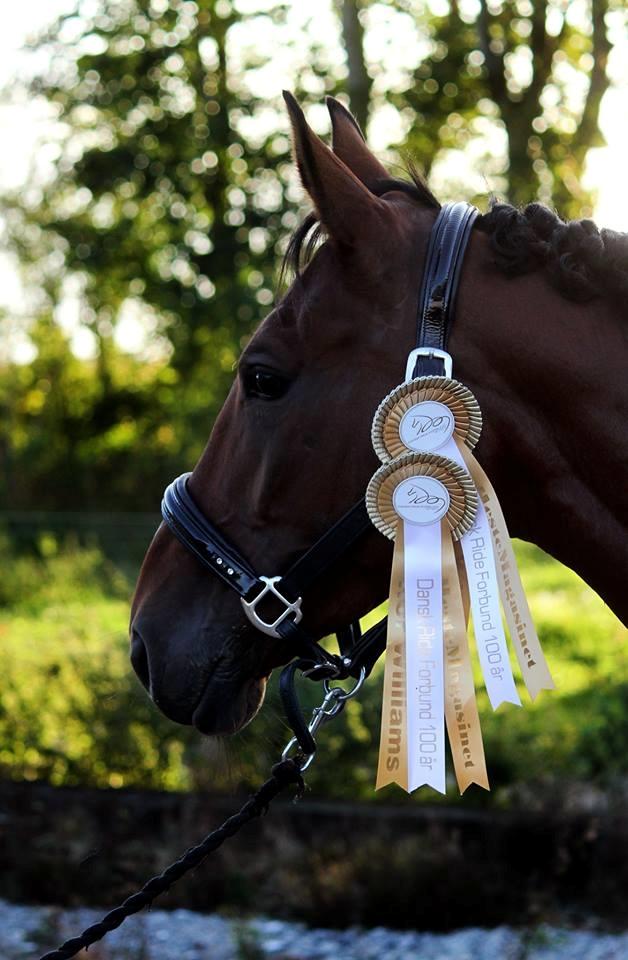 Anden særlig race Hanuzka - 100 års jubilæumsrosetter i LA2 og LA5  billede 20