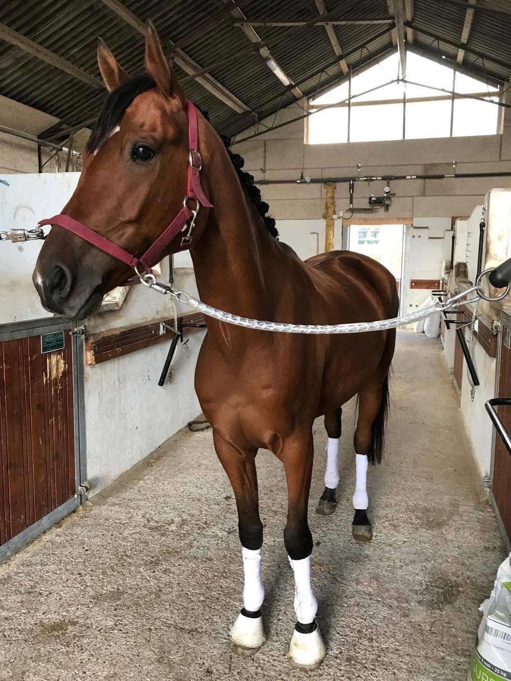 Sportsaraber (A) Aragorn's Choice billede 10