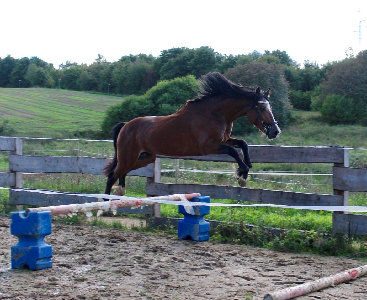 Welsh Cob (sec D) Danaway Sparc * avlshingst * billede 11