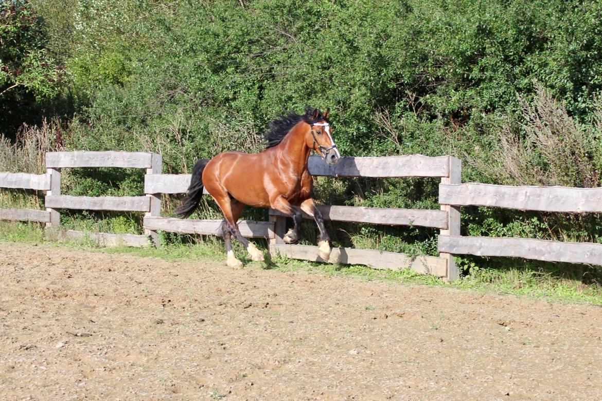 Welsh Cob (sec D) Danaway Sparc * avlshingst * billede 12