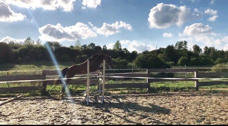 Welsh Cob (sec D) Danaway Sparc * avlshingst * billede 14