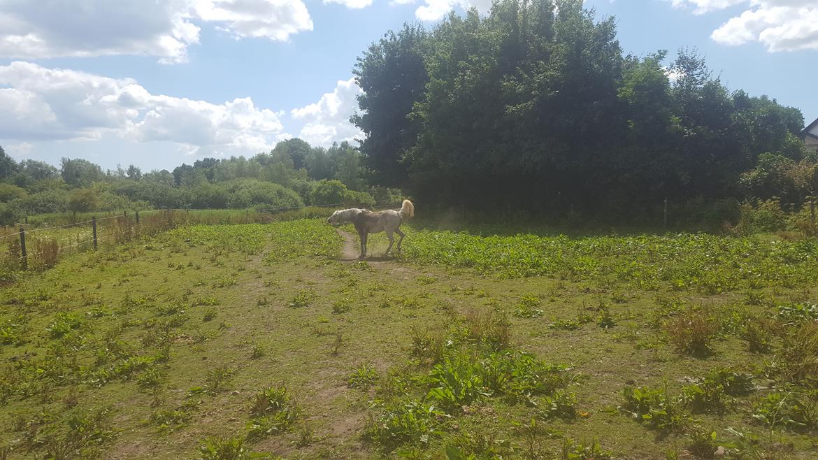 Arabisk fuldblod (OX) Tara Ox Nowita billede 19