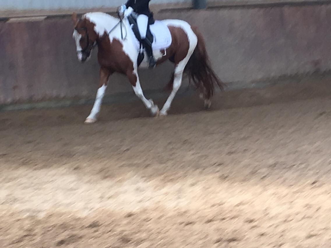 Anden særlig race Smukke Lille Luna billede 14