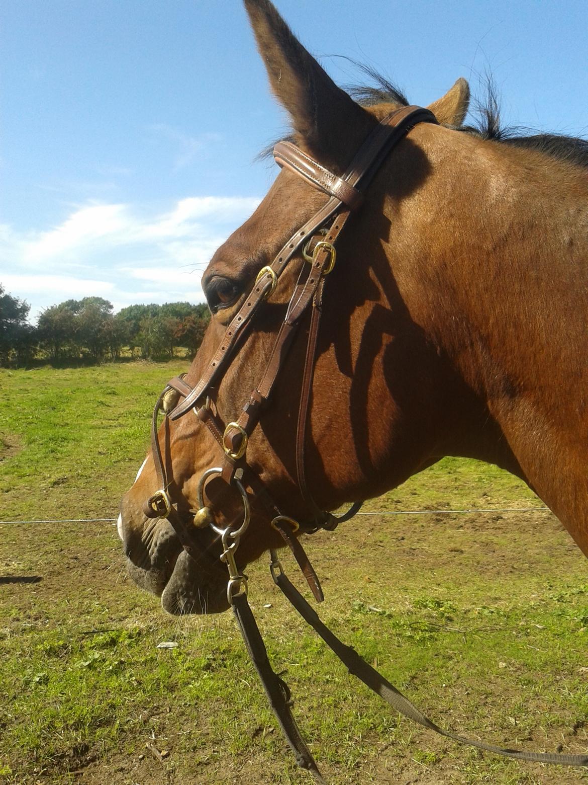 Standardbred E-vet billede 14