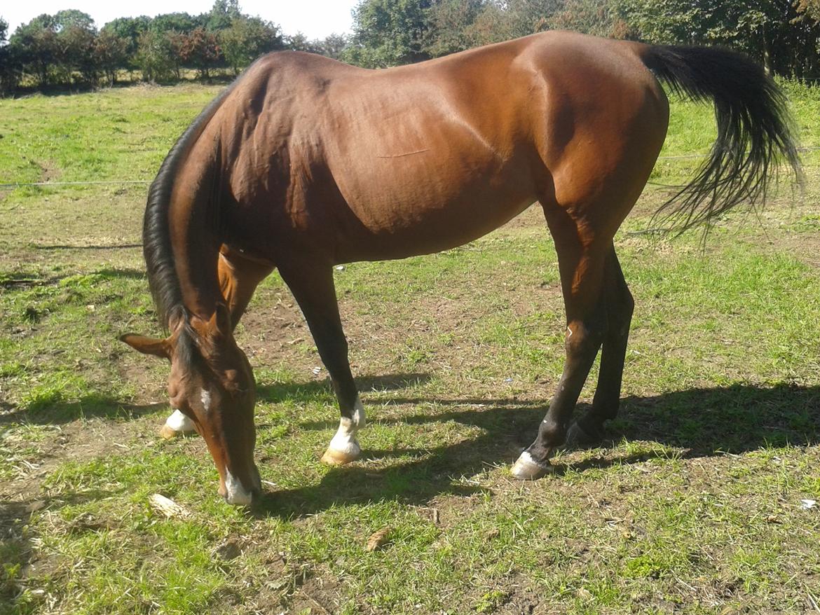 Standardbred E-vet billede 15